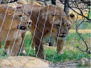 Animal Enclosure Wire Mesh